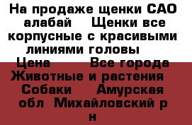 На продаже щенки САО (алабай ). Щенки все корпусные с красивыми линиями головы . › Цена ­ 30 - Все города Животные и растения » Собаки   . Амурская обл.,Михайловский р-н